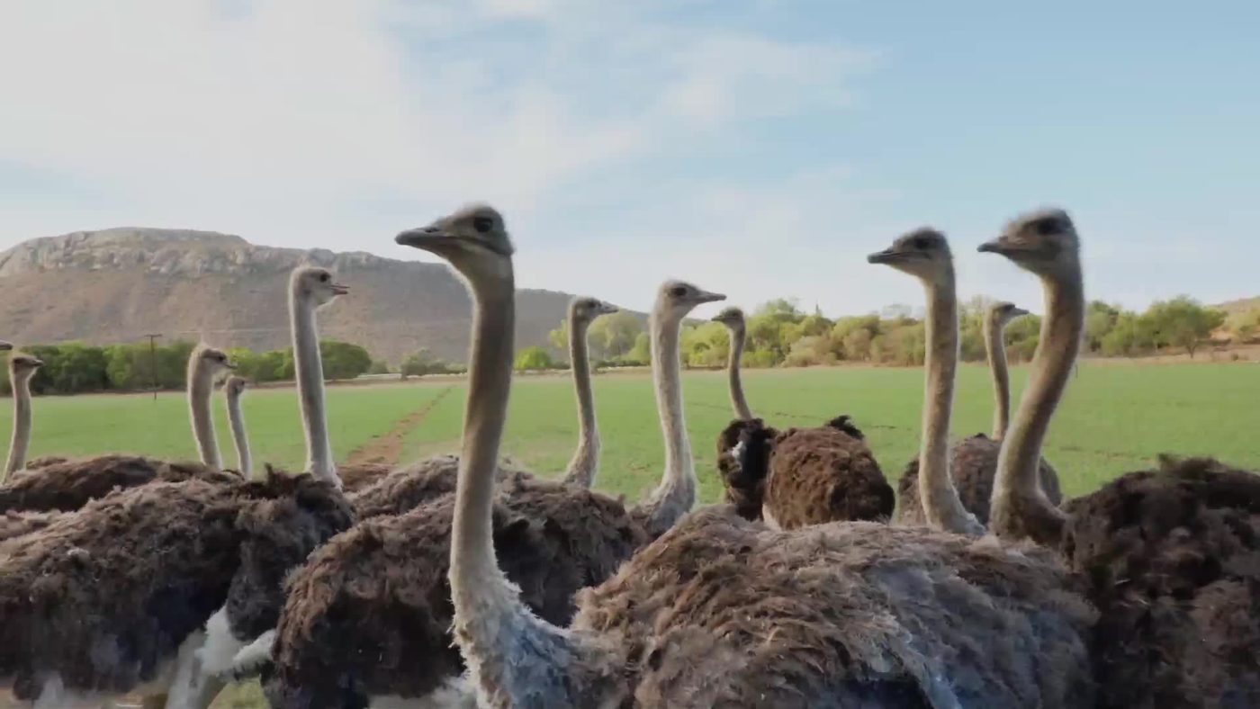 200 years of ostrich farming